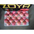 Exportador de manzana Fuji en China